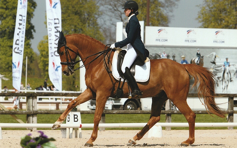 horse