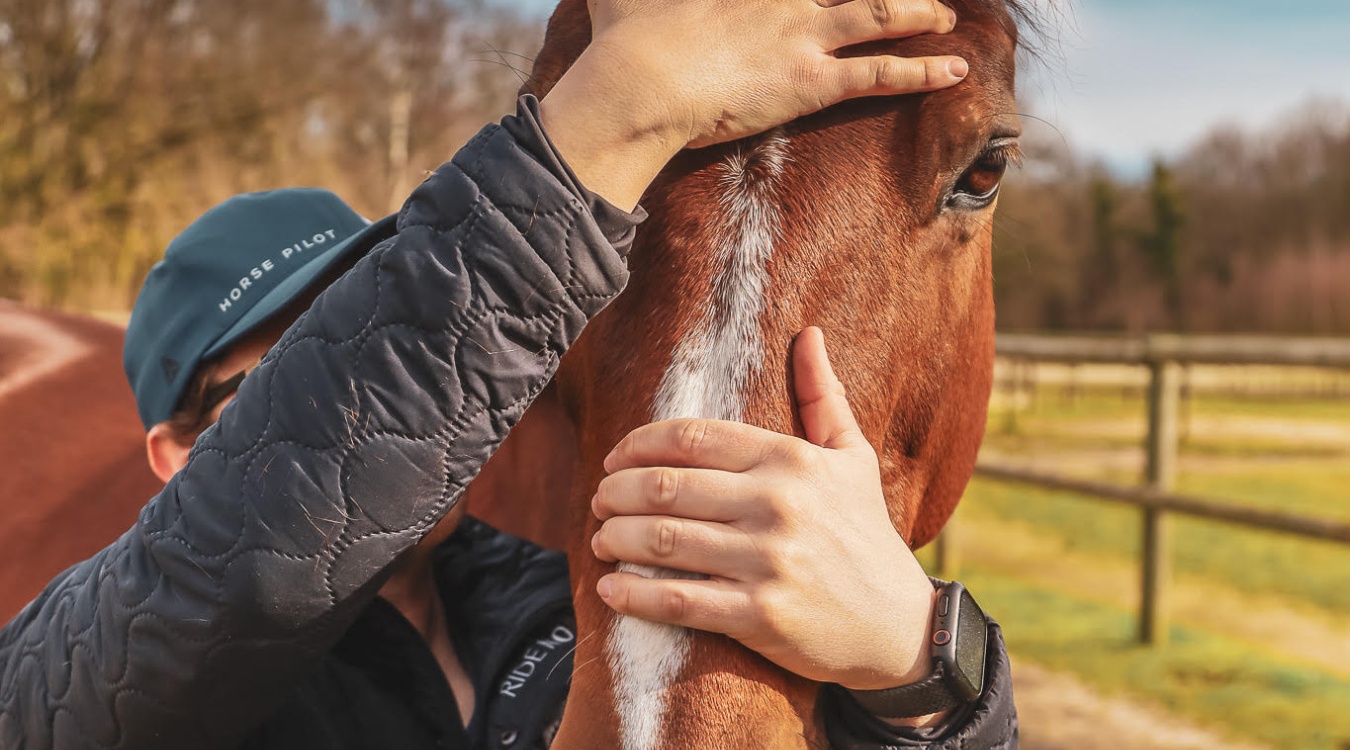 la récupération du cheval par le massage - Anthika